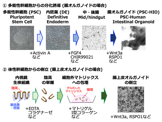 オルガノイドを培養する技術