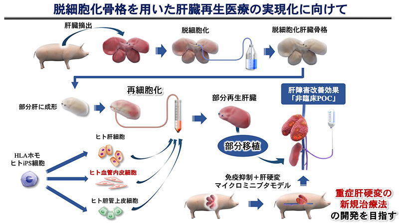 脱細胞化臓器骨格技術