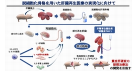 脱細胞化臓器骨格技術