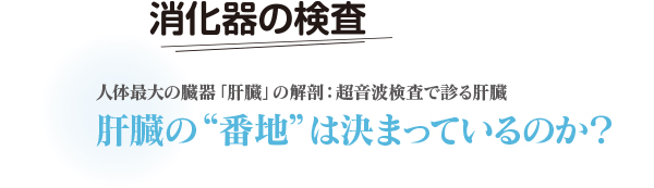 肝臓の“番地”は決まっているのか？