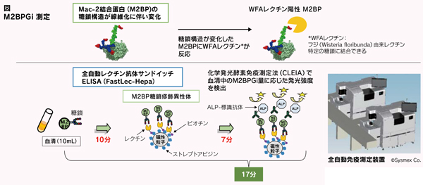 図　M2BPGi 測定